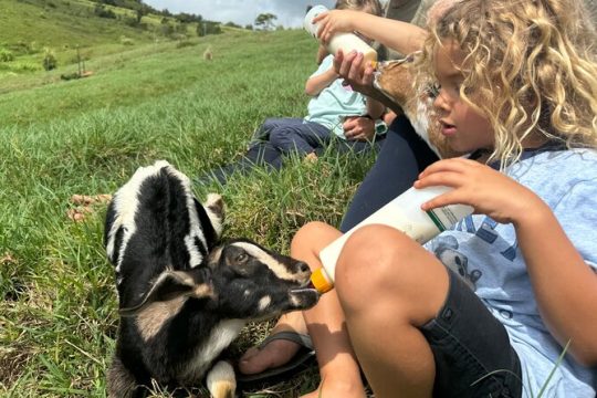 Kauai Farm: Play & Bottle Feed Baby Mini Nubian Goats