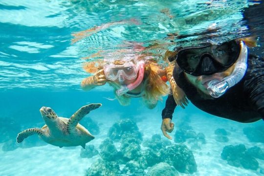 Snorkel with Turtles and Free videos Hilo