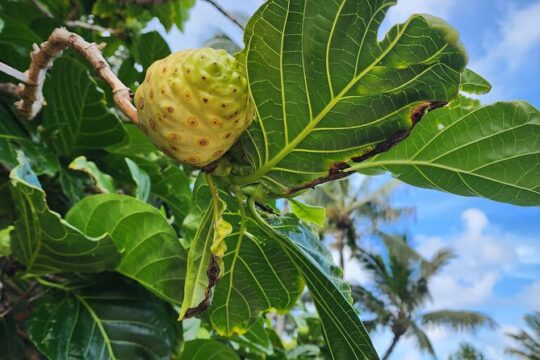 Natural Skin Care Making with Hawaiian Herbs and Oils