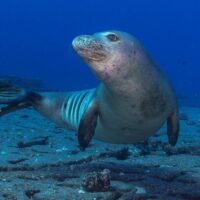 Shark Diving