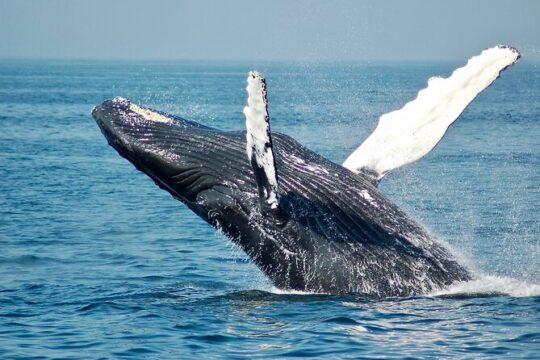 Whale Watching Experience in Maui