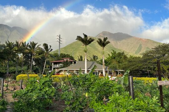 Regenerative Mango and Tropical Fruit Tour in West Maui