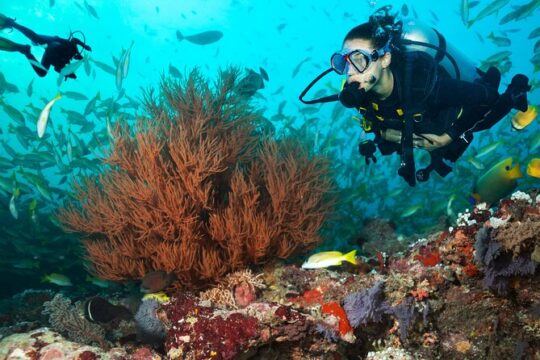 Kauai's Only Boat Dive for Non-Certified SCUBA Divers