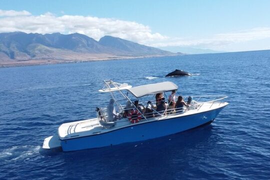 Whale Watching Experience in Maui