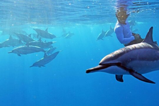 Private Dolphin Swim with Slide for up to 15 Passengers