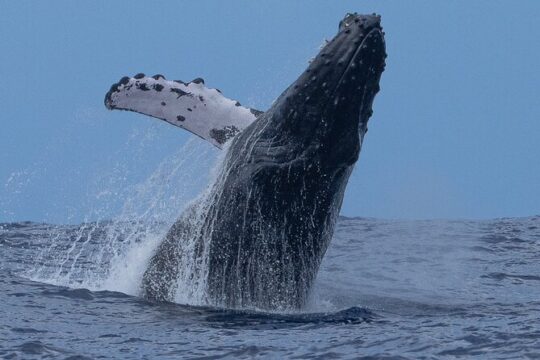 Private Whale Watching Safari from North Shore Oahu