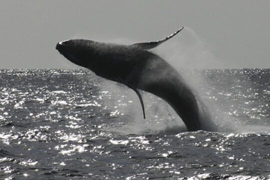 Sea Kayak Whale Watching