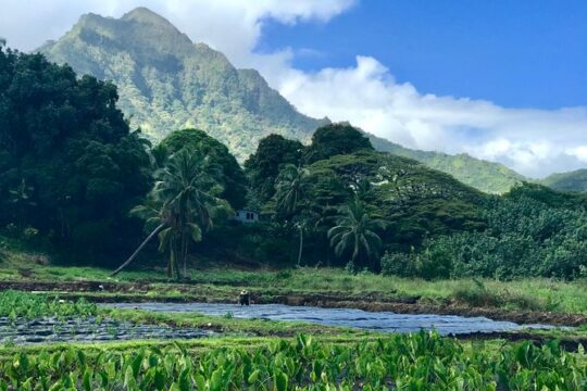 Oahu Customizable Private Community Service Voluntourism Offer