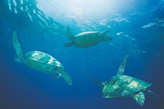 PM Wildlife cruise search for Honu & Dolphin Waikoloa, no Snorkel