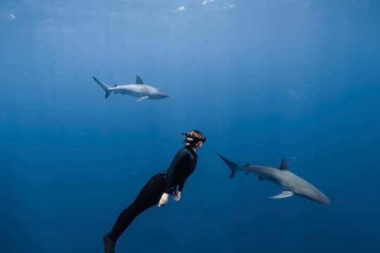 Shark Diving and Snorkeling in Oahu Hawaii