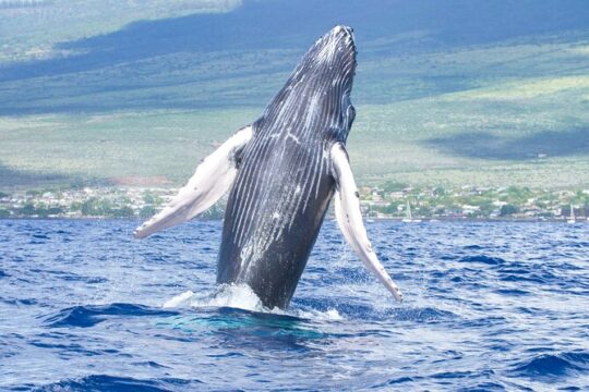 From Maalaea Harbor: Whale Watching Tours Aboard Small Catamaran