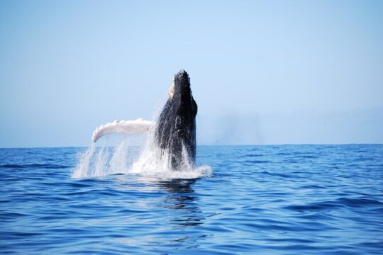 Whale Watching Expedition on Kauai