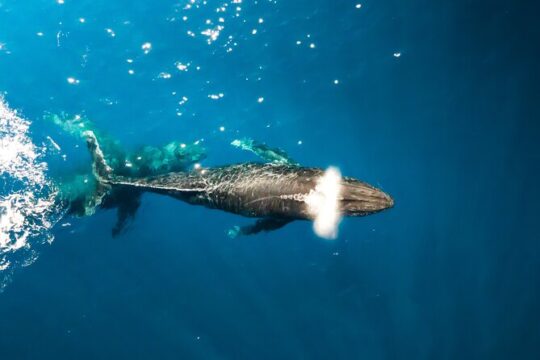 Private Whale Watch Oahu, HI