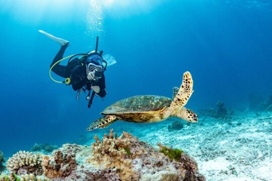 Shore Dive with Hawaiian Sea Turtles at Koloa Landing