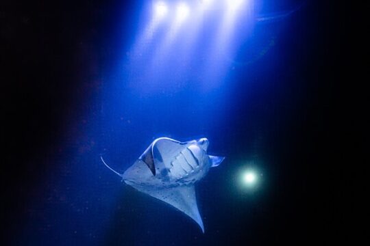 Snorkel With Giant Manta Rays In Kailua Kona