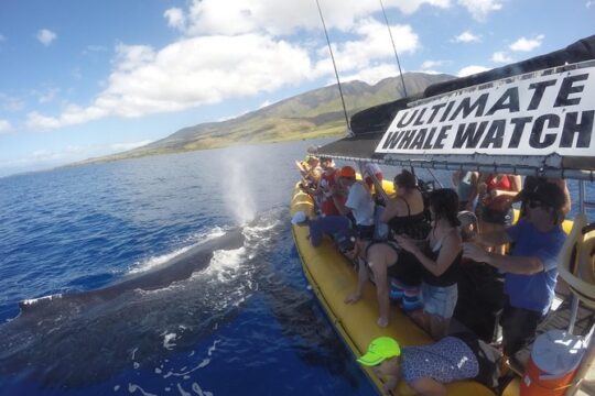 Ultimate 2 Hour Exclusive VIP Whale Watch Tour