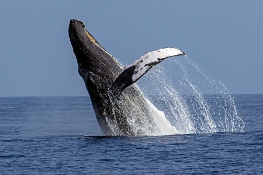 Seasonal Humpback Whale Watching in Kona 10 Passengers Maximum