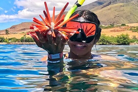 Guided Snorkeling Tour for Beginners Plus