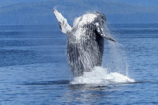 Humpback Whale Watch in Kona