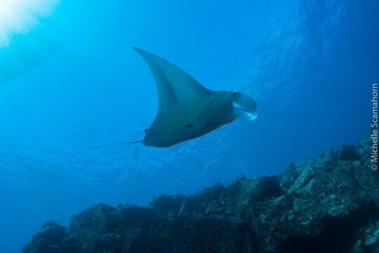 Private Ni’ihau Scenic Snorkel