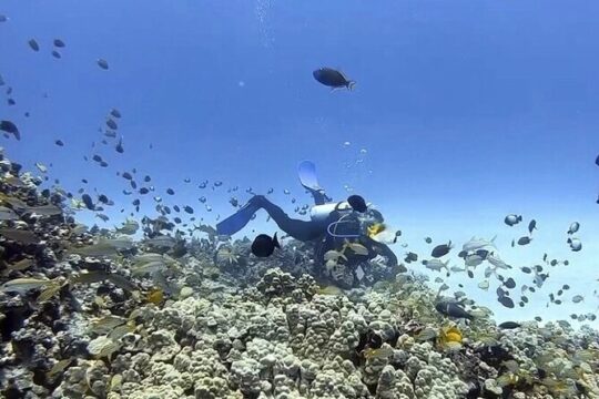 Guided Shore Dive in Kona Coast