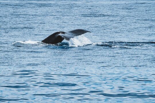 Private Whale Watching Trip from Oahu