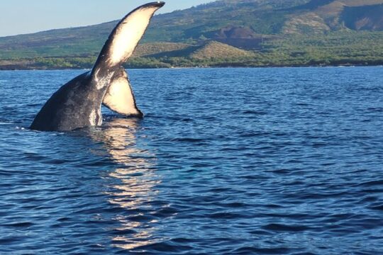 8 am 1.5 hour whale watch tour