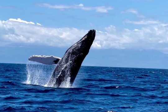 Maui Mid day Magic Whale Watch