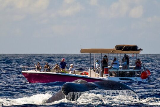 2 Hour Prime Time Maui Whale Watching