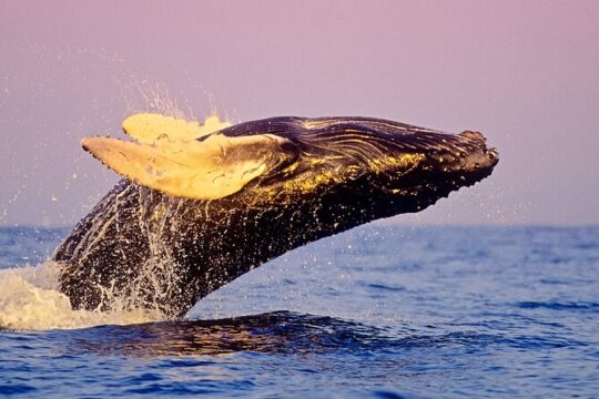 Sunset Whale Watch Tour