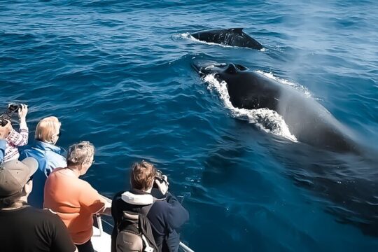 Oahu Whale Watch Tour & Waikiki Coastline Boat Tour