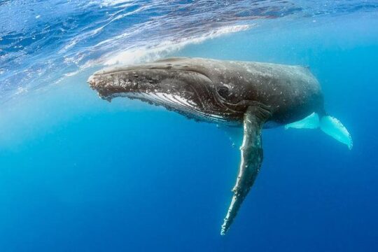 RAFT ADVENTURE - Whale Watch Discovery