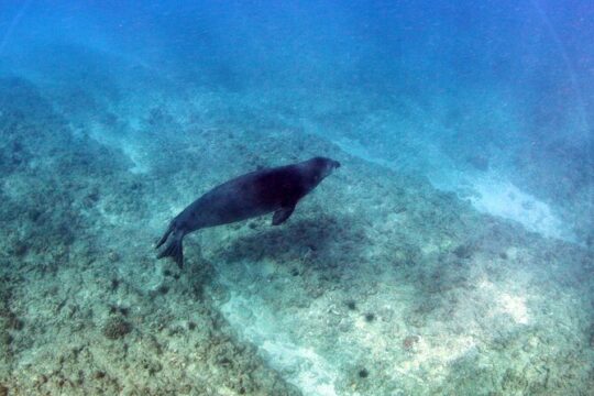 Private Sunset Snorkel and Dinner Cruise in Oahu Charter