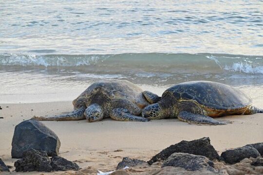 Oahu's Cheapest Circle Island Tour