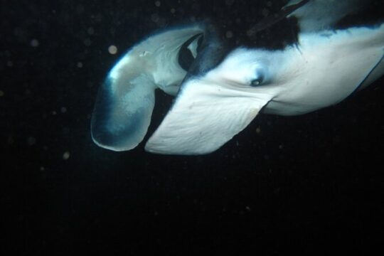 Night Manta Ray Tour | Departs from Keauhou Bay