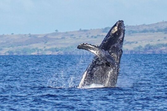 Humpback Whale Watching in Kailua-Kona Hawaii