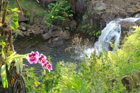 Botanical Tour and waterfall swim at The Cloudforest Bioreserve